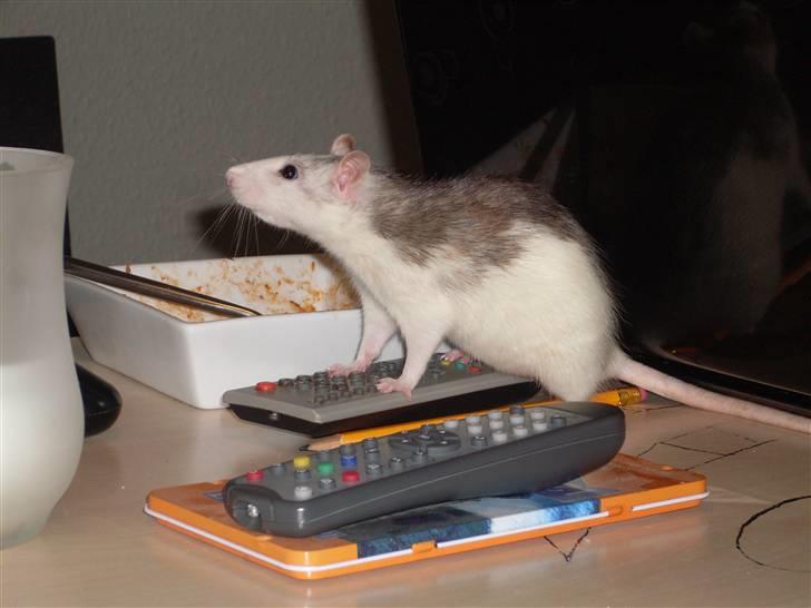 Tamrotte Marcella <3 - Hmm... Hvad sender de mon i fjernsynet idag?? :D billede 2