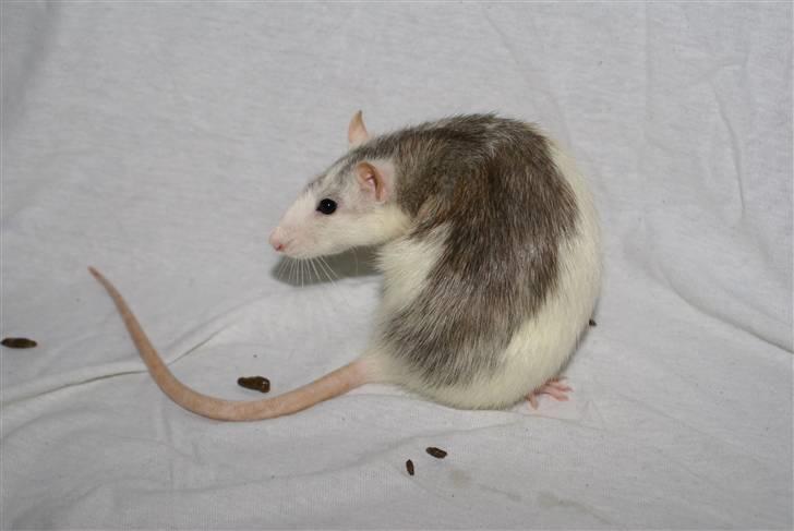 Tamrotte Marcella <3 billede 3