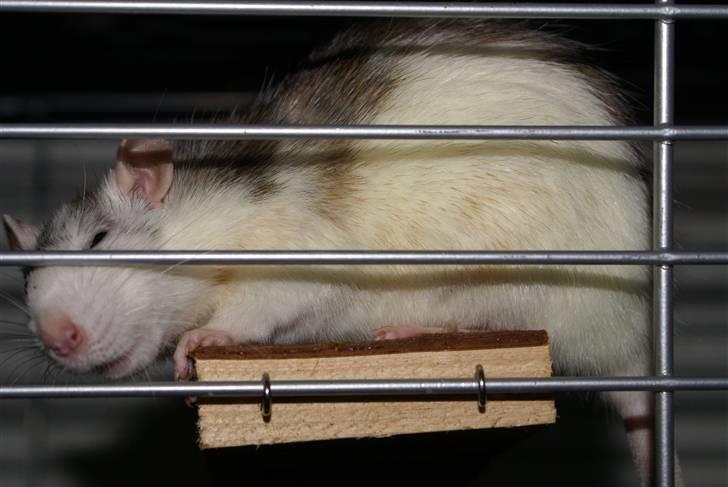 Tamrotte Marcella <3 billede 4