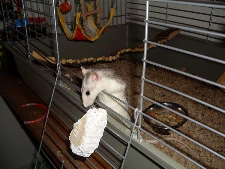 Tamrotte Marcella <3 - Hmm... hvor langt ned er der her fra? billede 5