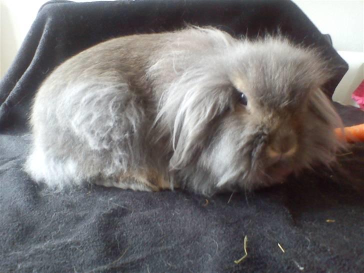 Kanin Precious Fluffy - Velkommen til Precious Fluffy´s profil :) billede 1