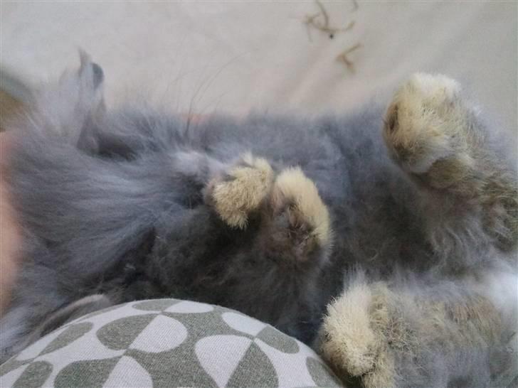 Kanin Precious Fluffy - Puttegøjen :) billede 2