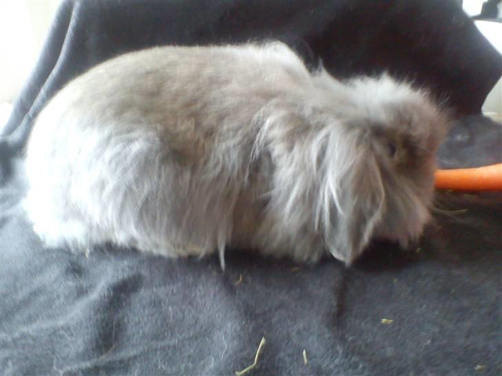 Kanin Precious Fluffy - Fra d. 30, marts 2011 billede 3
