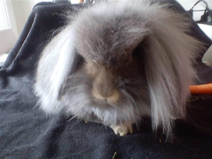 Kanin Precious Fluffy - Fra d. 30. marts 2011 :) billede 4