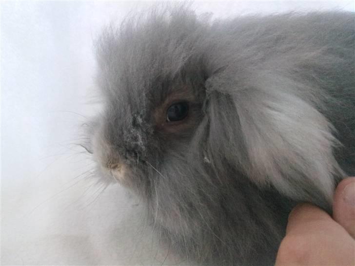 Kanin Precious Fluffy billede 5