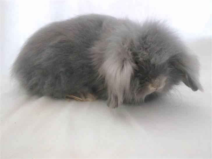 Kanin Precious Fluffy billede 6