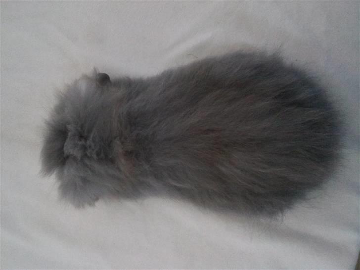 Kanin Precious Fluffy billede 7