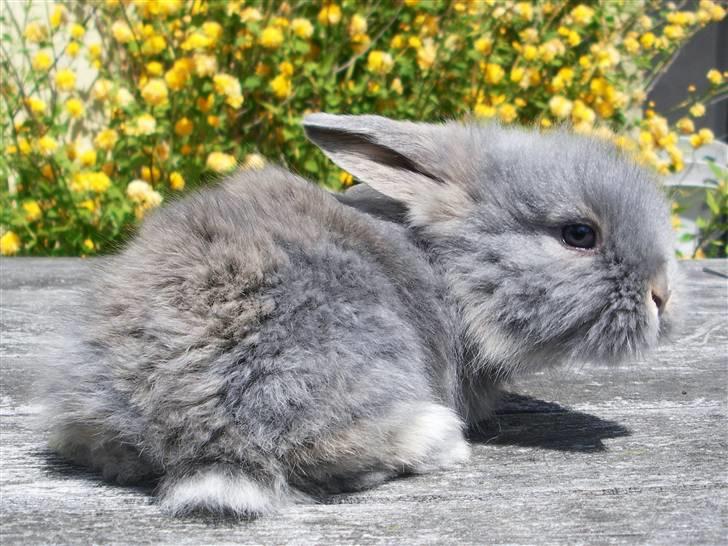 Kanin Precious Fluffy - Fluffy som lille, da hun hed Blueberry - taget af Louise Parsberg  billede 8