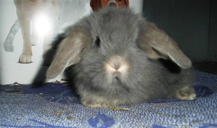 Kanin Precious Fluffy - Fluffy/Blueberry som lille - taget af Louise Parsberg billede 9