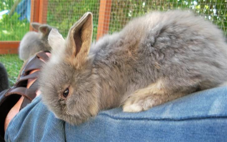 Kanin Precious Fluffy - Fluffy/Blueberry som lille - taget af Louise Parsberg billede 10