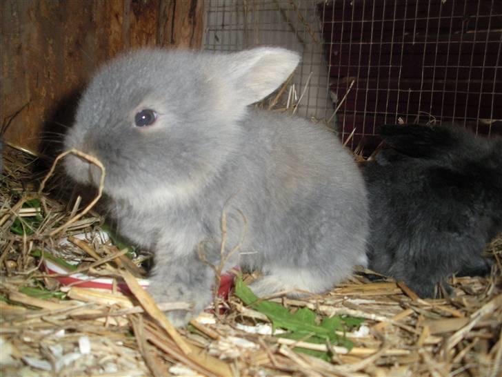 Kanin Precious Fluffy - Fluffy/Blueberry som lille - taget af Louise Parsberg billede 11