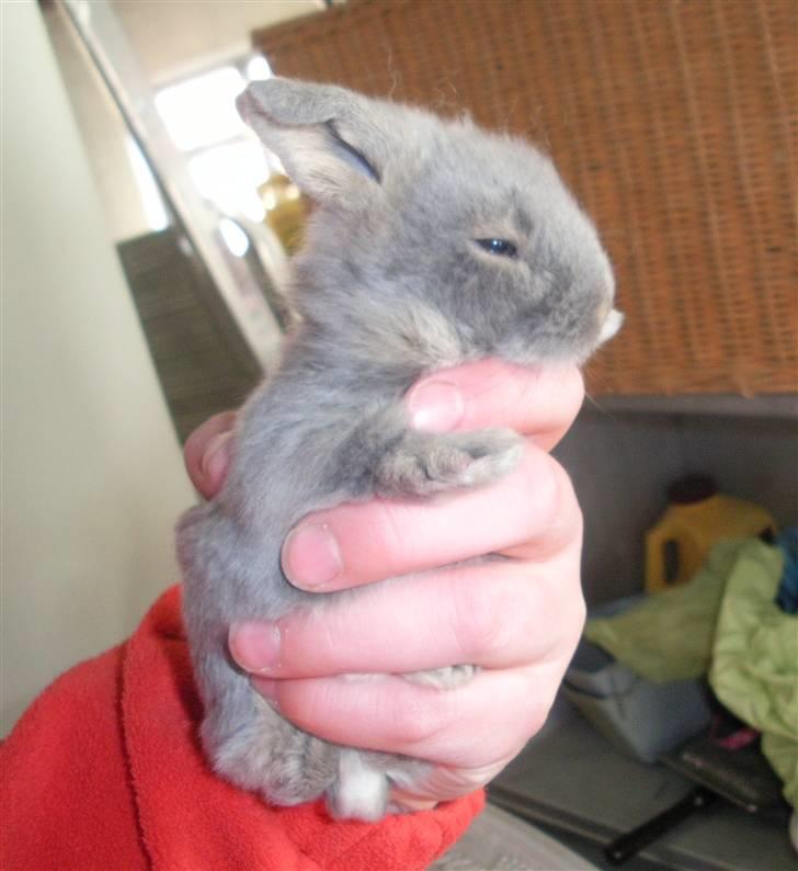 Kanin Precious Fluffy - Det første billede, jeg så af hende :) - Taget af Louise Parsberg billede 12