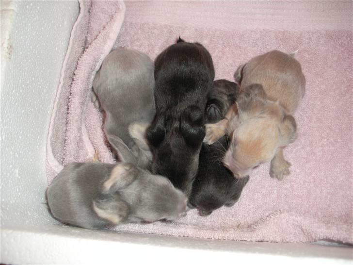 Kanin Precious Fluffy - Fluffy som helt lille med sine søskende - taget af Louise Parsberg billede 13