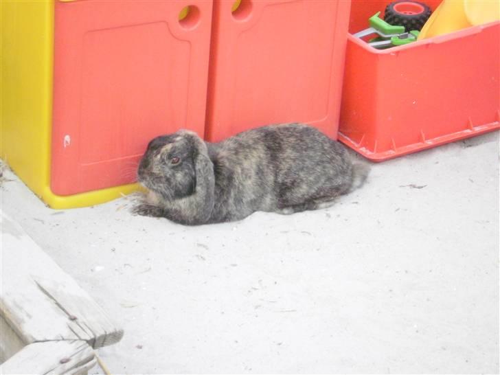 Kanin Ninus - 16) Så tager man lige en slapper.. billede 16