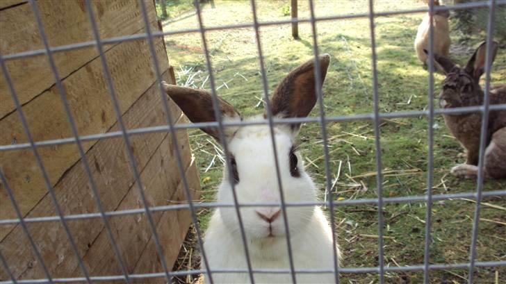 Kanin Ulla (R.I.P) billede 1