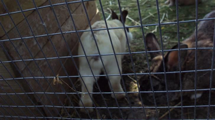 Kanin Ulla (R.I.P) billede 2