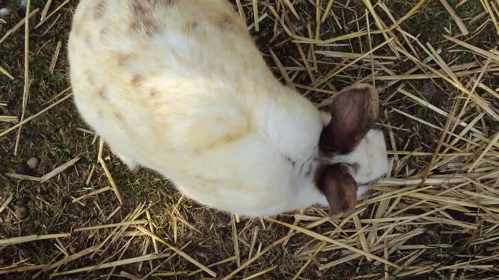 Kanin Ulla (R.I.P) billede 3