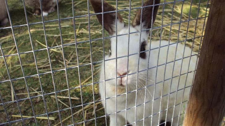 Kanin Ulla (R.I.P) billede 4