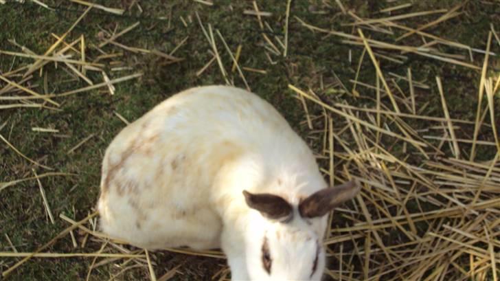 Kanin Ulla (R.I.P) billede 5