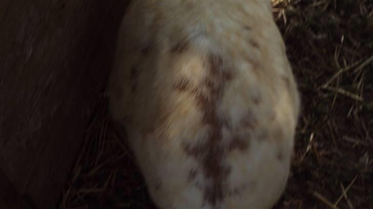 Kanin Ulla (R.I.P) billede 6