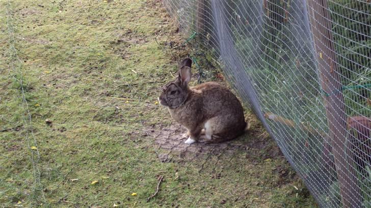 Kanin bello SOLGT billede 1