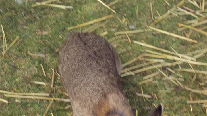 Kanin bello SOLGT billede 2