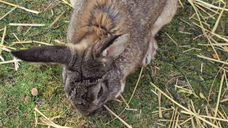 Kanin bello SOLGT billede 3