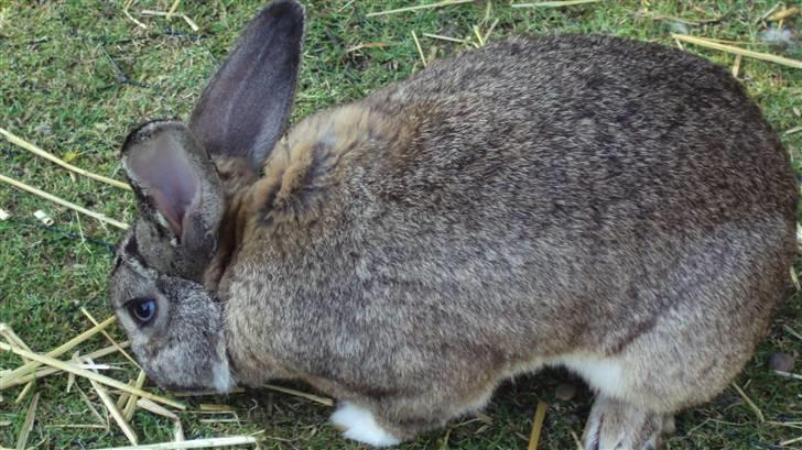 Kanin bello SOLGT billede 4