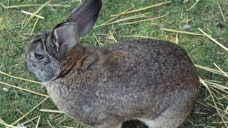 Kanin bello SOLGT billede 5