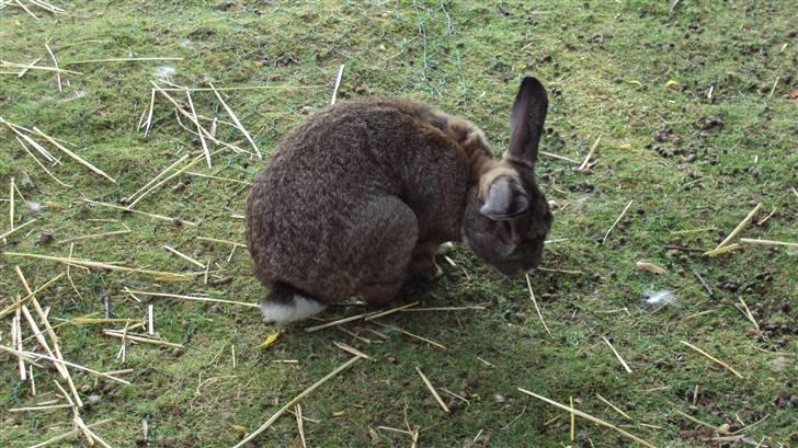 Kanin bello SOLGT billede 6