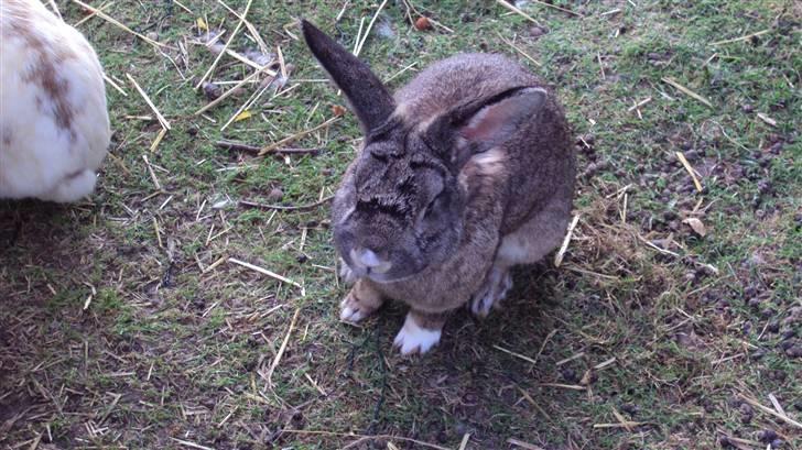 Kanin bello SOLGT billede 7