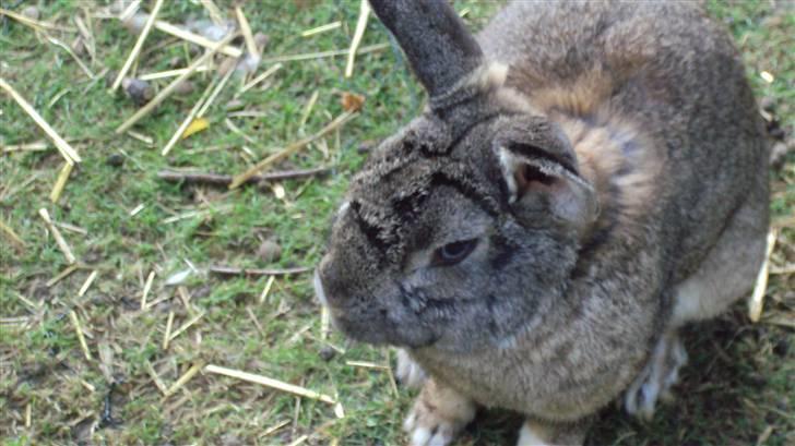 Kanin bello SOLGT billede 8