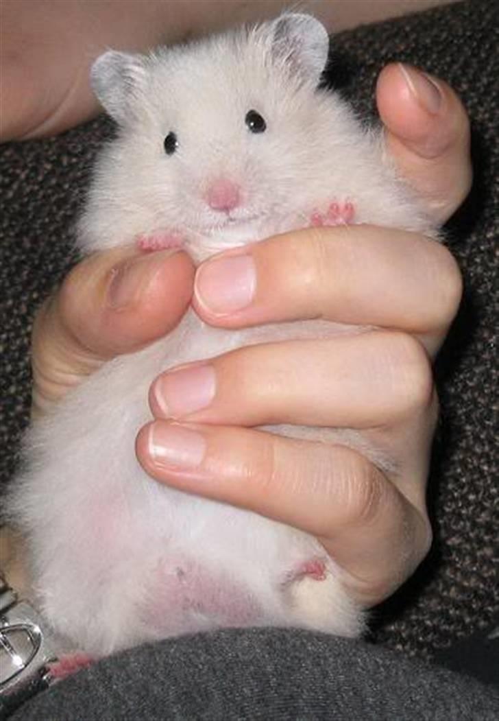 Hamster Bluebells Humle *Hammi* billede 1