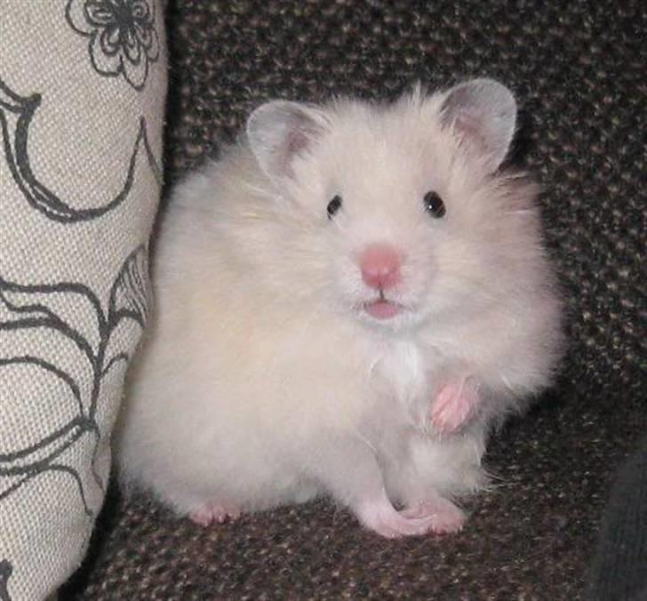 Hamster Bluebells Humle *Hammi* billede 2