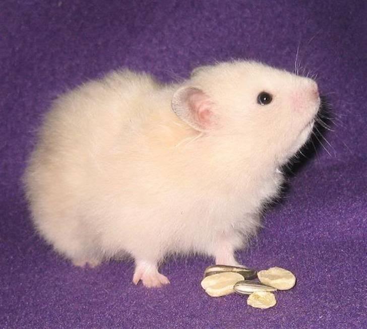 Hamster Bluebells Humle *Hammi* billede 3