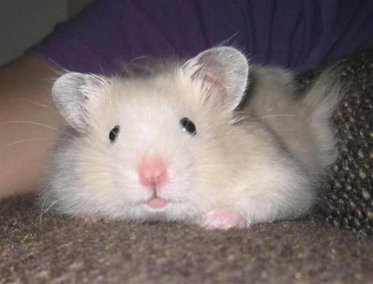 Hamster Bluebells Humle *Hammi* billede 4