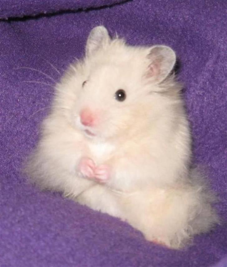 Hamster Bluebells Humle *Hammi* billede 5