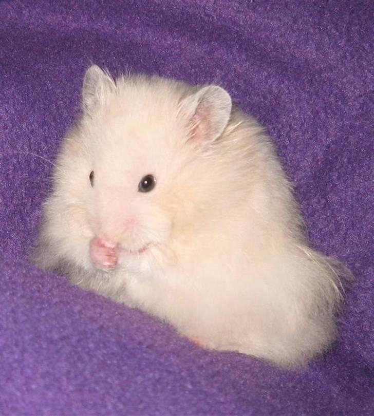Hamster Bluebells Humle *Hammi* billede 6