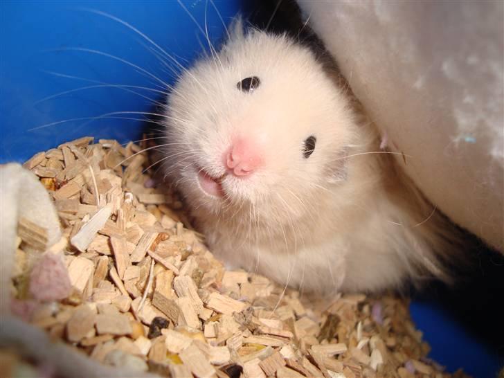 Hamster Bluebells Humle *Hammi* billede 7