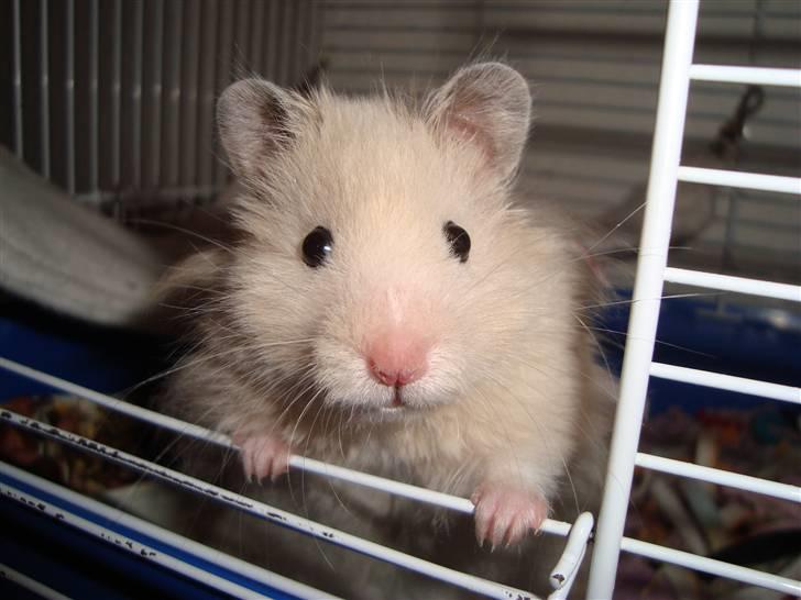 Hamster Bluebells Humle *Hammi* billede 8