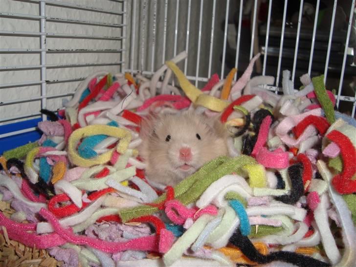 Hamster Bluebells Humle *Hammi* billede 9