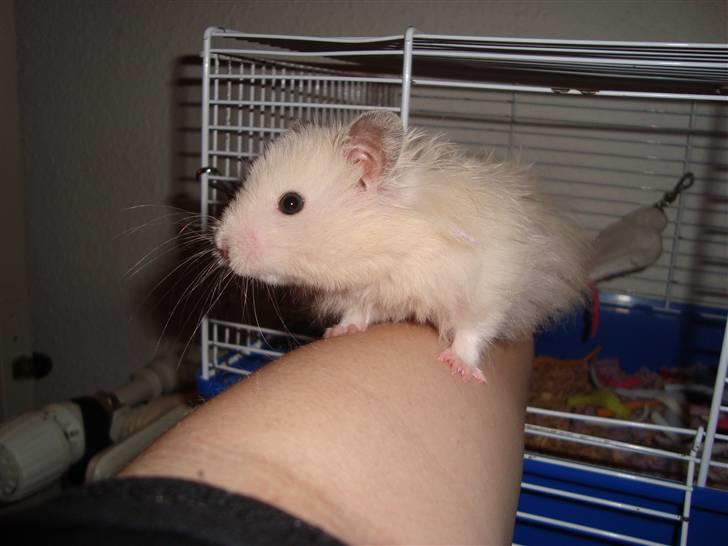 Hamster Bluebells Humle *Hammi* billede 10