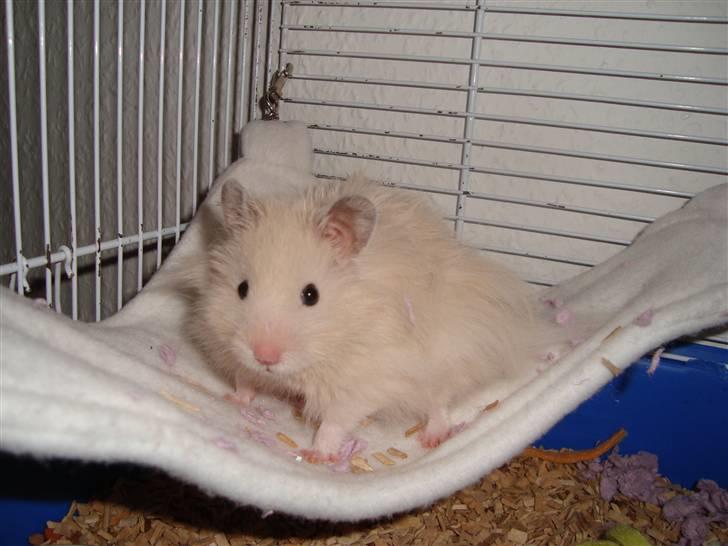 Hamster Bluebells Humle *Hammi* billede 11