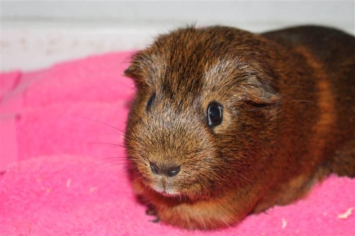 Marsvin Snusen Junior † R.I.P.† - Snusse =O) billede 11