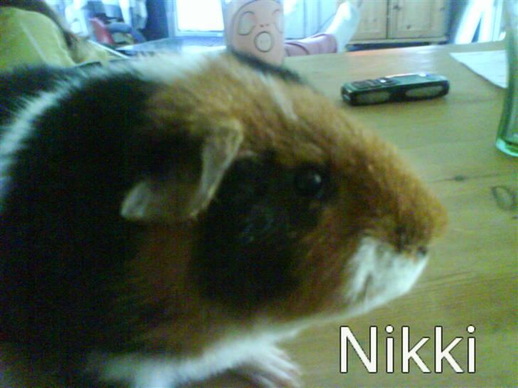 Marsvin Nikki - det første rigtige billede af nikki!!<3<3 billede 13