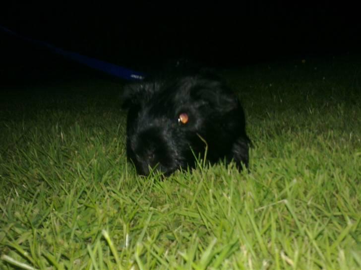 Marsvin Speedy billede 10