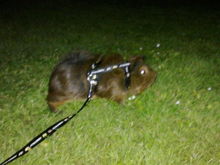 Marsvin Pjuske R.I.P billede 10