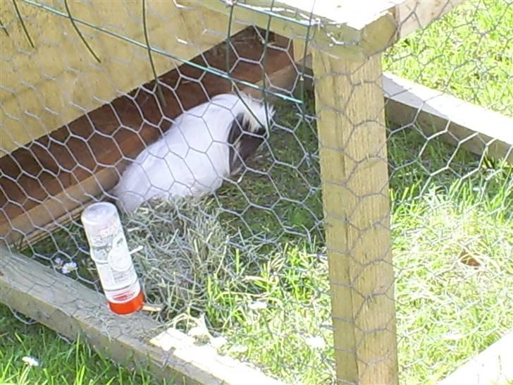 Marsvin Pjuske billede 9