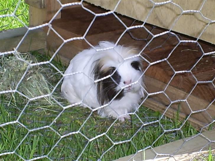 Marsvin Pjuske billede 10