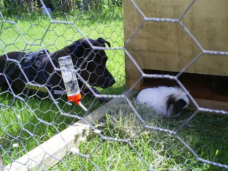 Marsvin Pjuske billede 11